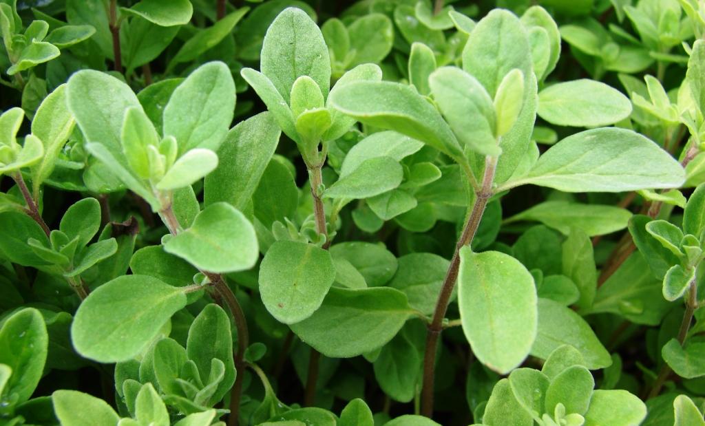 Майоран для похудения