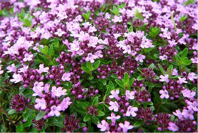 Чабрец для похудения