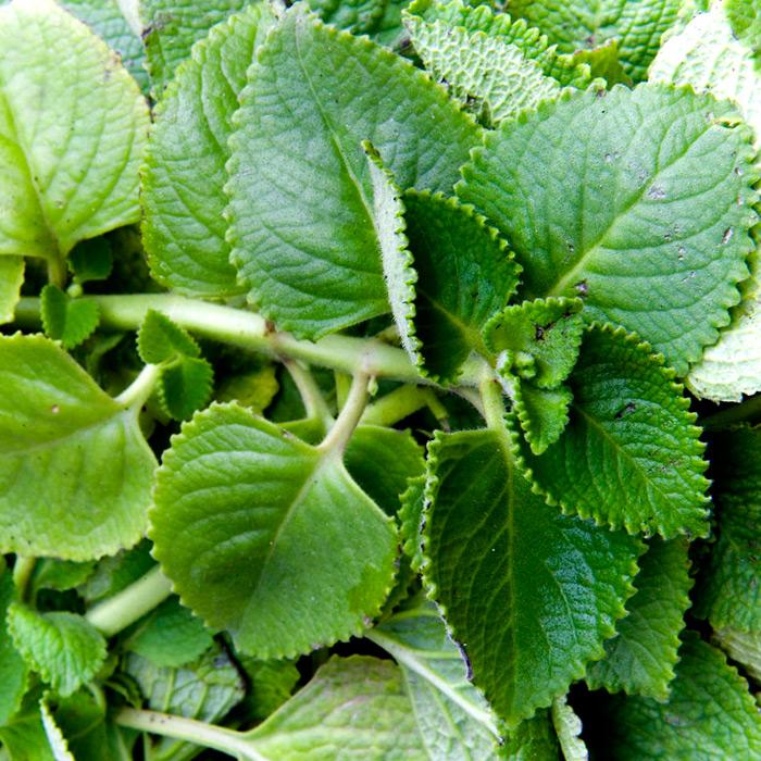 Орегано для похудения