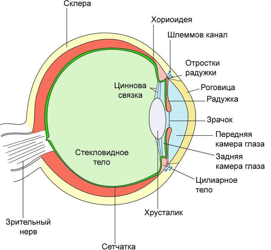 Составляющие глаза Строение глаза