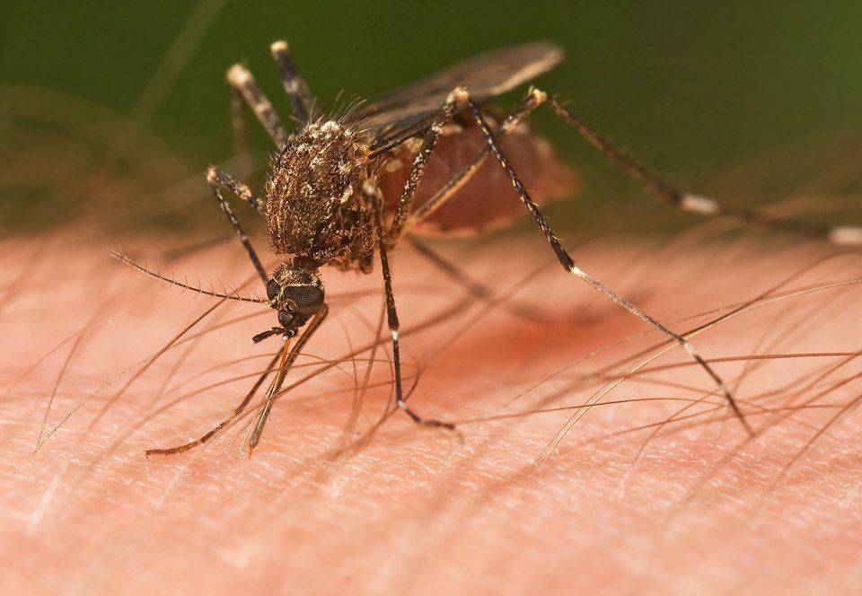 Укус насекомого в бровь человека Опасный укус