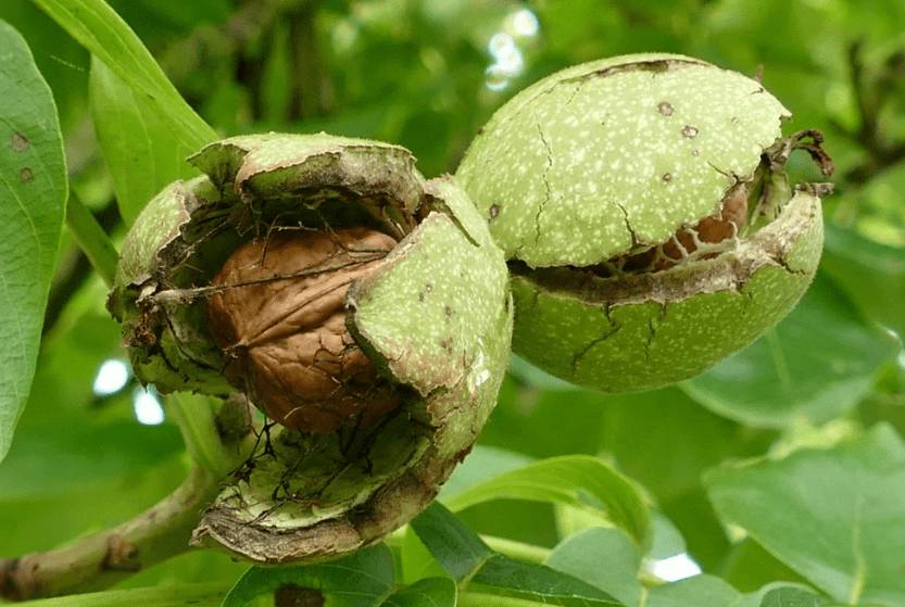 Волошский орех