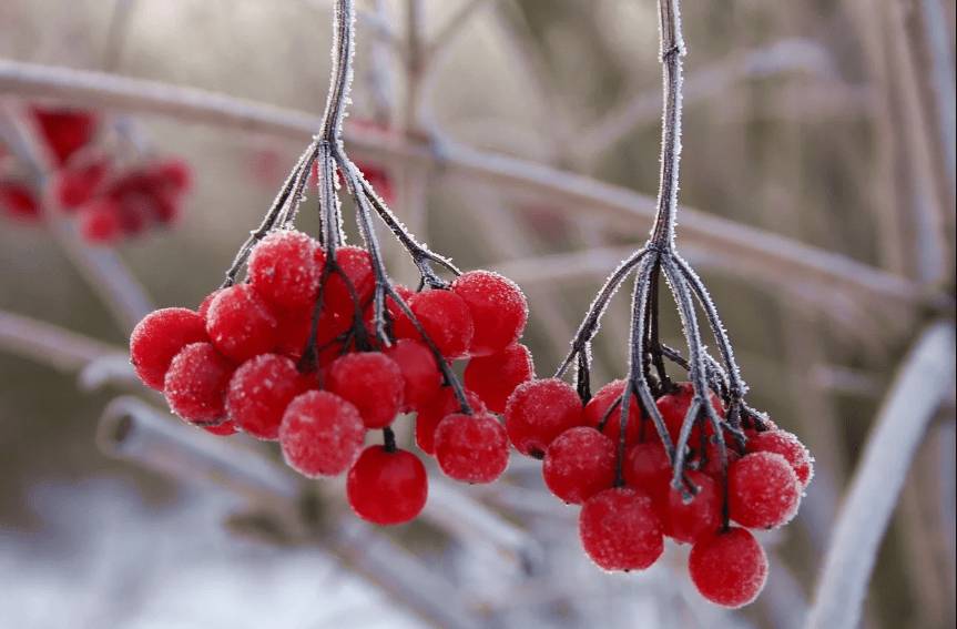 Ягоды калины