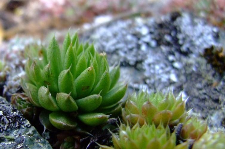 Заячья капуста